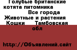 Голубые британские котята питомника Silvery Snow. - Все города Животные и растения » Кошки   . Тамбовская обл.